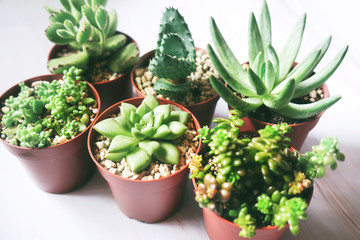 Beautiful and green succulent plants