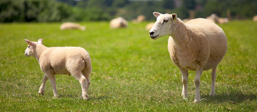 Troupeau de mouton et agneau dans les pr&eacute;s