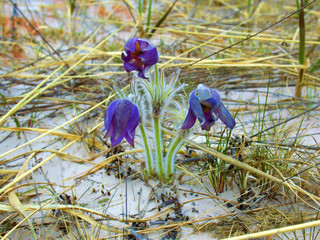 Prairie smoke, mayflower, early bloomers © max5128