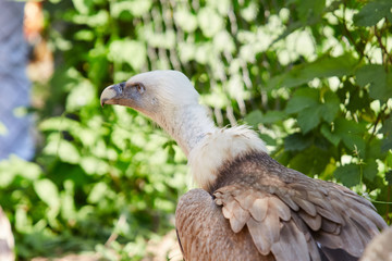 Griffon Vulture or Gyps fulvus