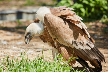 Griffon Vulture or Gyps fulvus