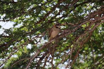 bird on tree
