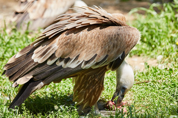 Griffon Vulture or Gyps fulvus