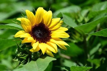 Sonnenblume