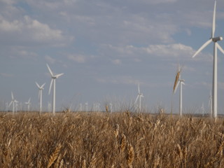 wind turbines in the field