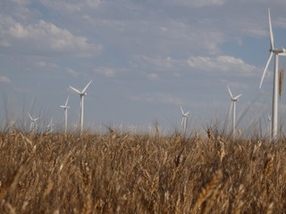 wind turbines in wheat field
