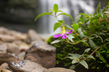 Flor Solitaria Sobre Rocha 