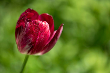 red tulip in the garden