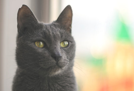 A gray cat with a bitten ear looks out the window on a summer day.