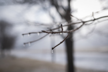 Frozen branches