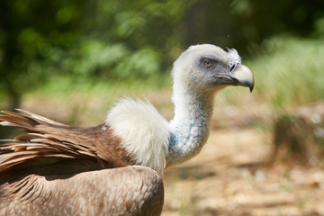 Griffon Vulture or Gyps fulvus