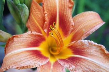 Orange Lily Flower Iris in sunny day, macro photography, in my organic garden