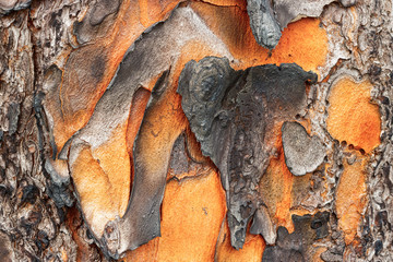 Tree Bark 08