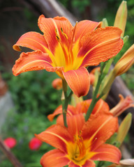 Orange Lily Flower Iris in sunny day, macro photography, in my organic garden