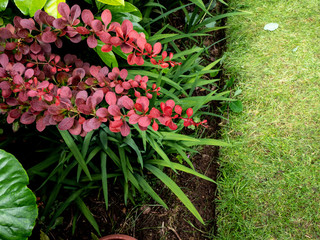 OLYMPUS DIGITAL CAMERA - GARDEN