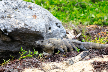 a big iguana at the beach in mexico