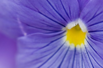 closeup of a purple flower
