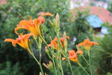 Orange Lily Flower Iris in sunny day, macro photography, in my organic garden
