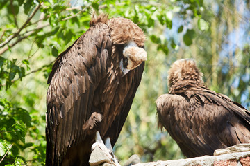 Black vulture. Aegypius monachus
