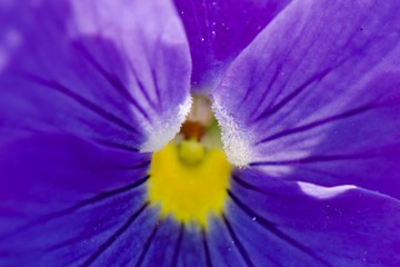 closeup of purple flower