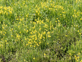 Fototapeta premium Talus garni de coussinets de fleurs jaunes du genêt ailé (Genista sagittalis) 