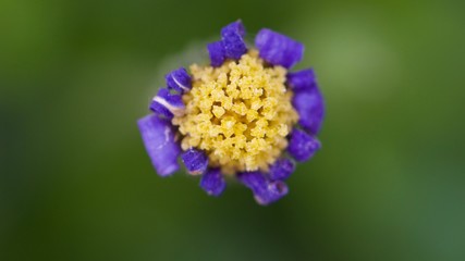 Purple flower