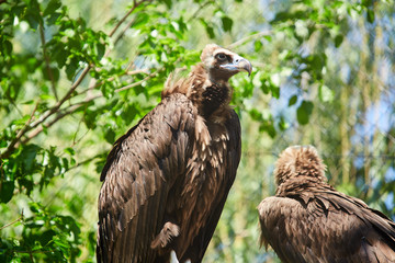 Black vulture. Aegypius monachus