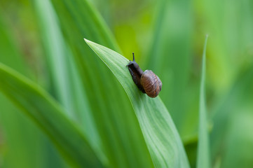 Snail in the garden crawling on a green leaf
