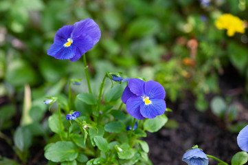 Blue pansies flowers
