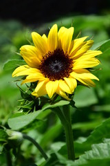 Sonnenblume