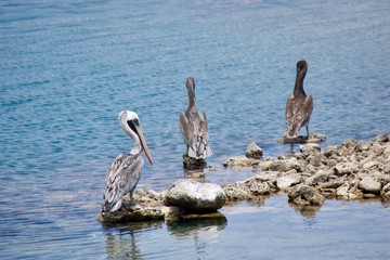 pelicans by the water