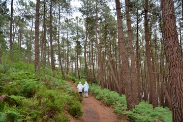 Obraz premium Randonneurs sur les hauteurs du Trieux en Bretagne. France