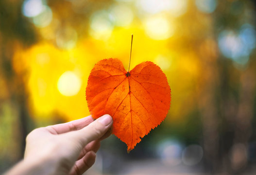 Autumn Heart Shaped Leaf In A Hand