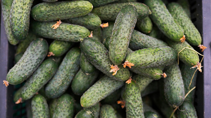 Bunch of cucumbers in box in supermarket . fresh organic vegetables. healthy eating