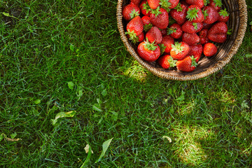 top view of fresh strawberries in wicker basket on green grass