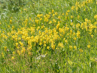 Talus garni de coussinets de fleurs jaunes du genêt ailé (Genista sagittalis)  
