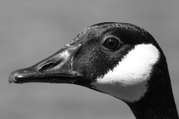 close up of a  Canadian Goose (Branta canadensis) in black and white on the shore in the public park in downtown Maastricht