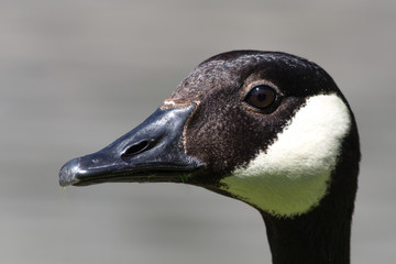 close up of a  Canadian Goose (Branta canadensis) on the shore
