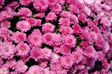 Pink common chrysanthemum