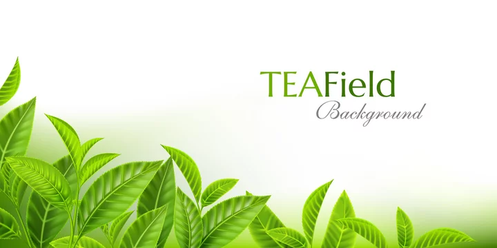 Fensterfolie [hoch] - Design: Green Tea Fields
