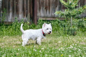 Naklejka na ściany i meble Sweet puppy of West Highland White Terrier - Westie, Westy Dog Play on clover grass