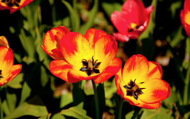 Tulip in Niagara FAlls