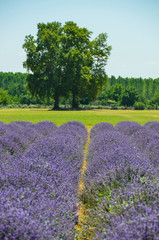 Fototapeta na wymiar Lavender field in Edirne City, Turkey