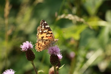 Schmetterling auf der Blüte