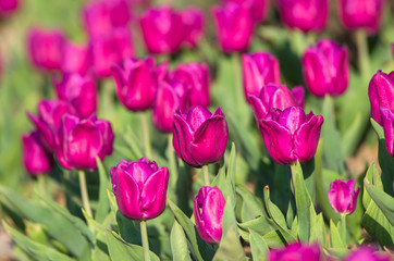 Fototapeta premium Wild purple tulips on a glade on a sunny day.
