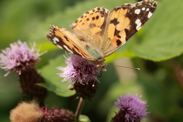 Schmetterling auf der Blüte