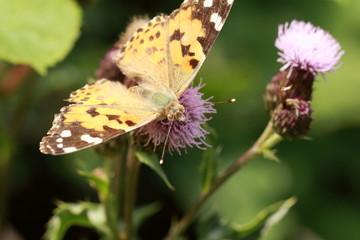 Schmetterling auf der Blüte