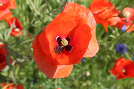 Seed poppy, poppy, Papaver_dubium L.