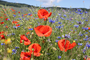 Obraz premium Seed poppy, poppy, Papaver_dubium L.