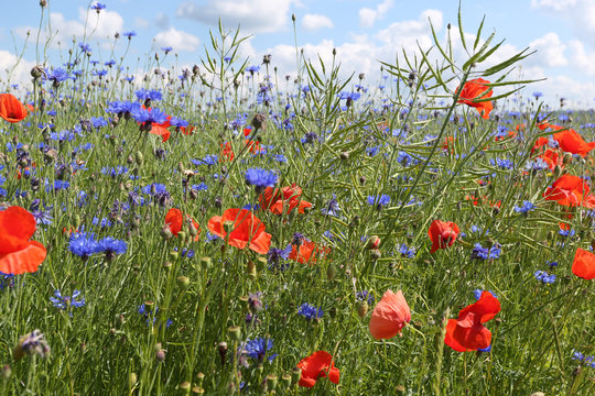 Seed poppy, poppy, Papaver_dubium L.